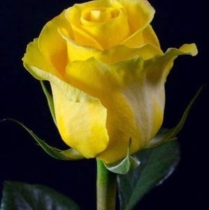 Meet your Posher, Ofelia